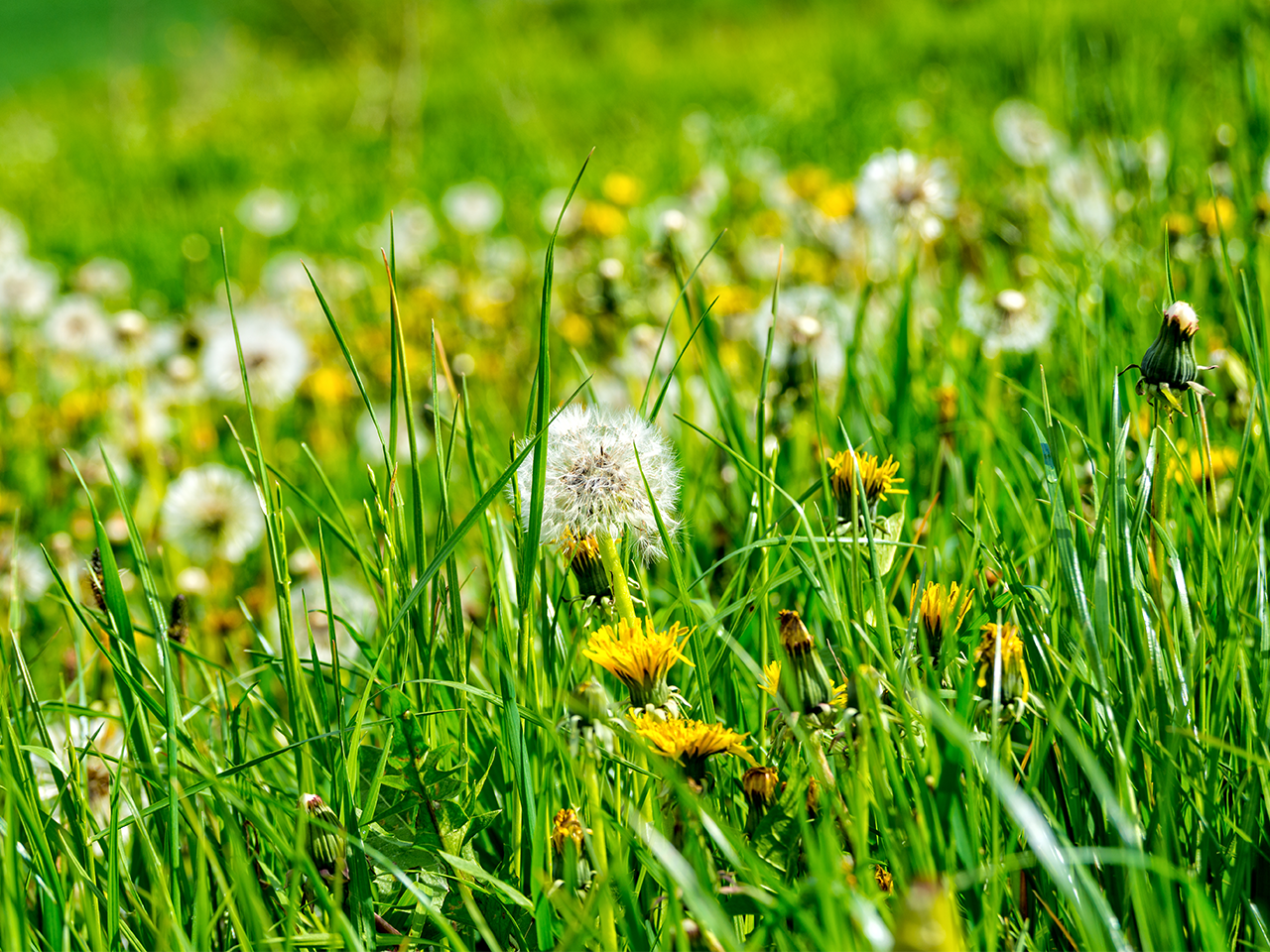 How hay fever affects your pets