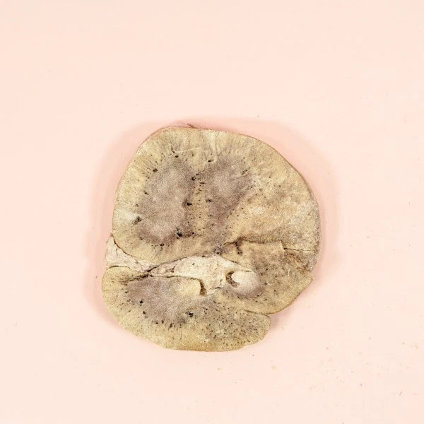 Freeze Dried Beef Kidney for Dogs & Cats