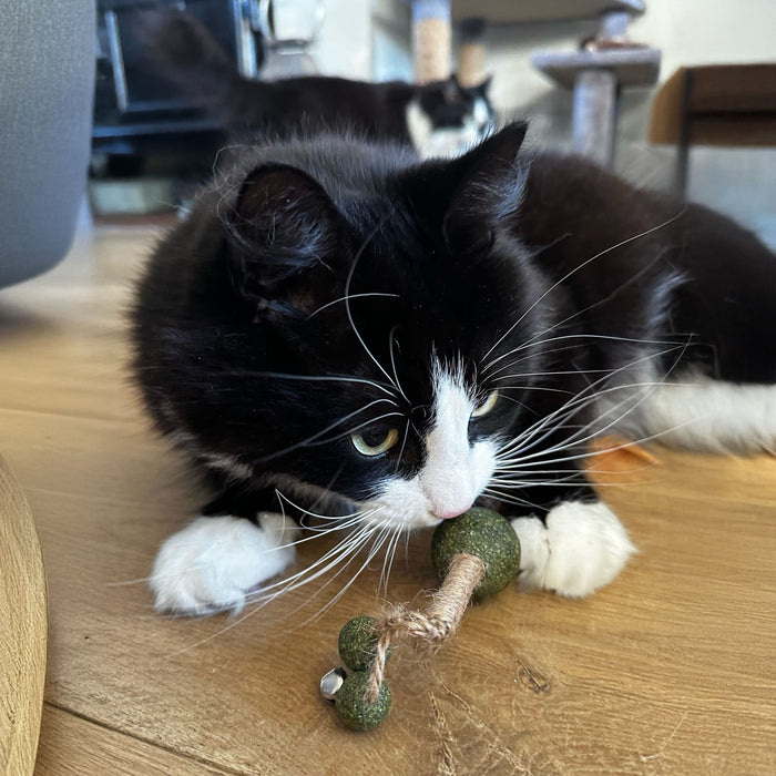 Catnip Stick