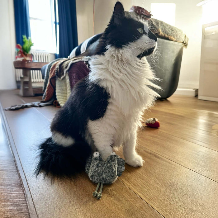 Cheeping Owl