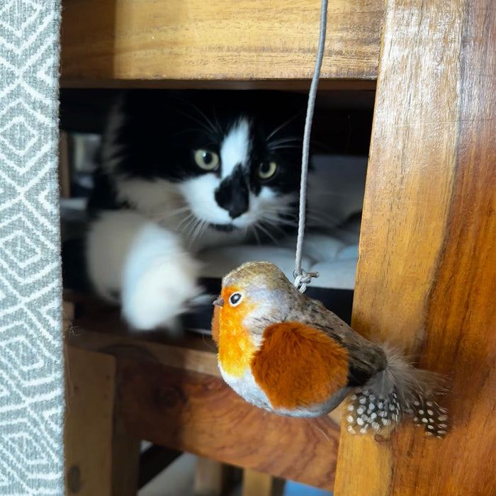 Chirping Robin