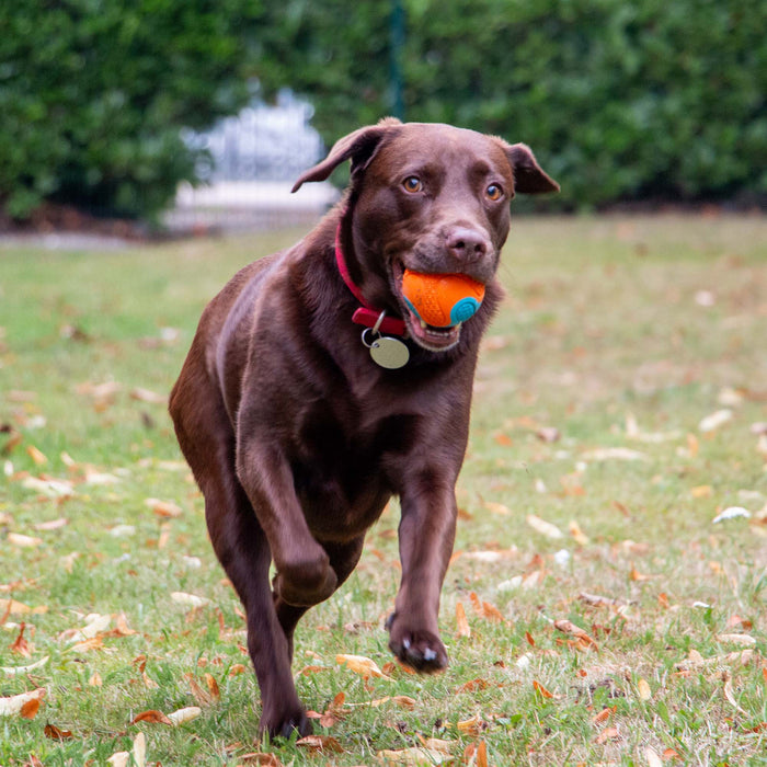 Chase Tough Rubber Ball